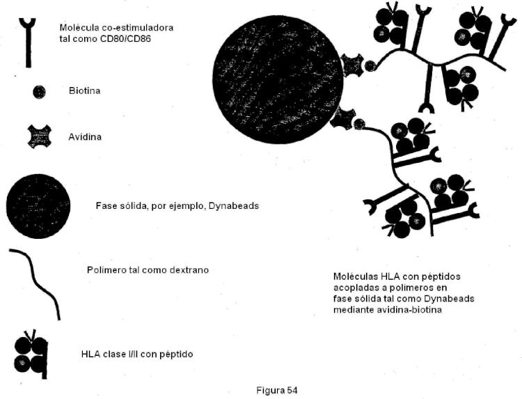 Ilustración 9 de la Galería de ilustraciones de Construcciones de moléculas MHC y sus usos para el diagnóstico y terapia