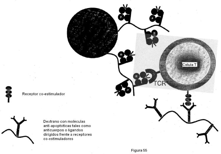 Ilustración 10 de la Galería de ilustraciones de Construcciones de moléculas MHC y sus usos para el diagnóstico y terapia