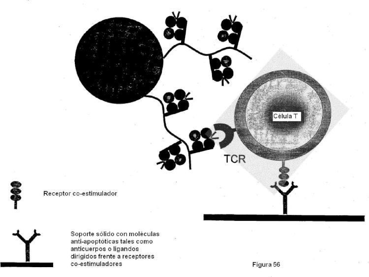 Ilustración 11 de la Galería de ilustraciones de Construcciones de moléculas MHC y sus usos para el diagnóstico y terapia