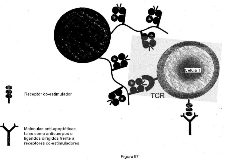 Ilustración 12 de la Galería de ilustraciones de Construcciones de moléculas MHC y sus usos para el diagnóstico y terapia