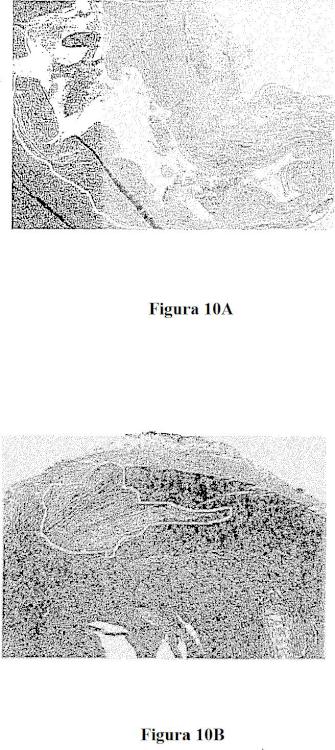 Ilustración 10 de la Galería de ilustraciones de Poblaciones celulares que co-expresan CD49c y CD90