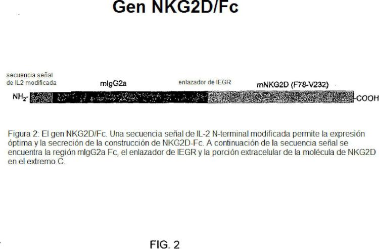 Ilustración 2 de la Galería de ilustraciones de NKG2D-Fc para la inmunoterapia