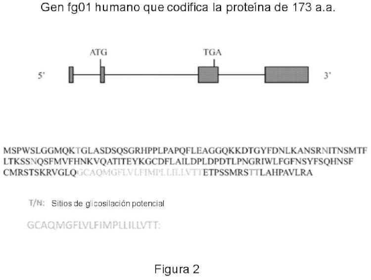 Ilustración 2 de la Galería de ilustraciones de Gen humano fg01 y sus aplicaciones