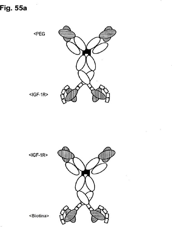 Ilustración 7 de la Galería de ilustraciones de Un complejo de anticuerpo biespecífico y digoxigenina conjugada a un agente terapéutico o de diagnóstico