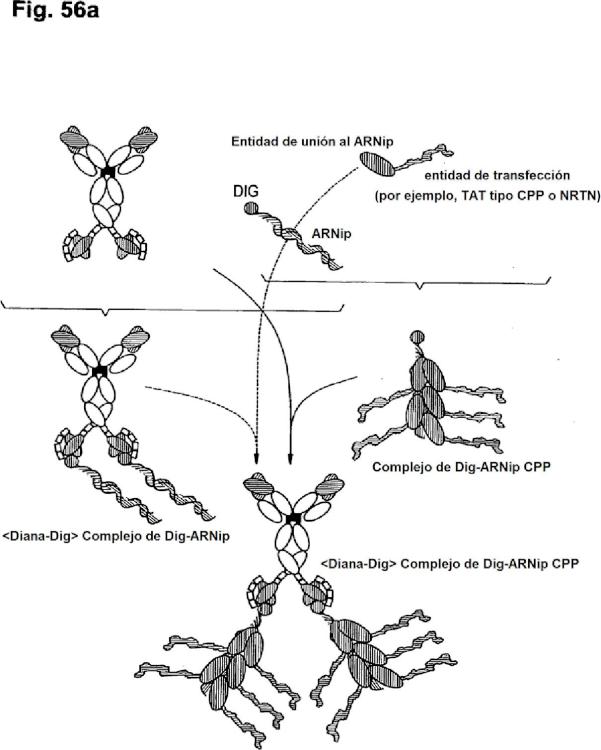 Ilustración 9 de la Galería de ilustraciones de Un complejo de anticuerpo biespecífico y digoxigenina conjugada a un agente terapéutico o de diagnóstico