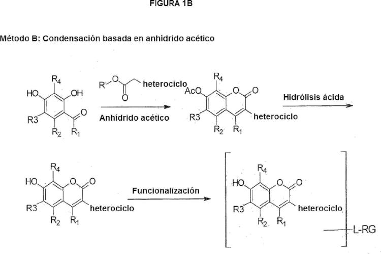 Ilustración 2 de la Galería de ilustraciones de 7-Hidroxicumarinas sustituidas con heterociclo reactivas y sus conjugados