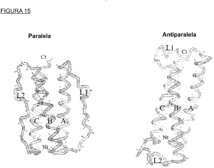 Ilustración 10 de la Galería de ilustraciones de Proteínas de superhélice antiparalela de una sola cadena