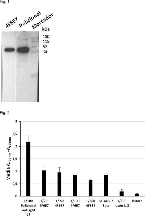 Anticuerpo monoclonal para la detección de IgM totales y específicas de antígenos en pez cebra.
