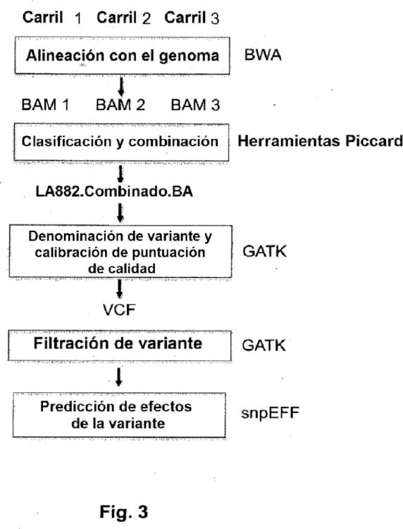 Ilustración 3 de la Galería de ilustraciones de Procedimiento de determinación del genotipo relacionado con la paraqueratosis nasal hereditaria (PQNH) y ácidos nucleicos utilizables en dicho procedimiento