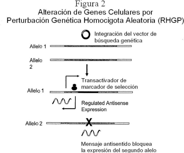 Perturbación genética homocigota aleatoria para mejorar la producción de anticuerpos.