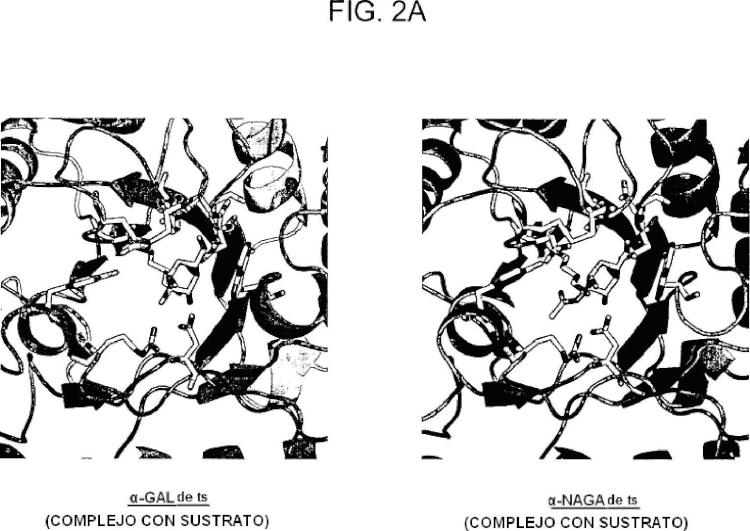 Ilustración 2 de la Galería de ilustraciones de Nueva enzima altamente funcional que tiene especificidad de sustrato modificada