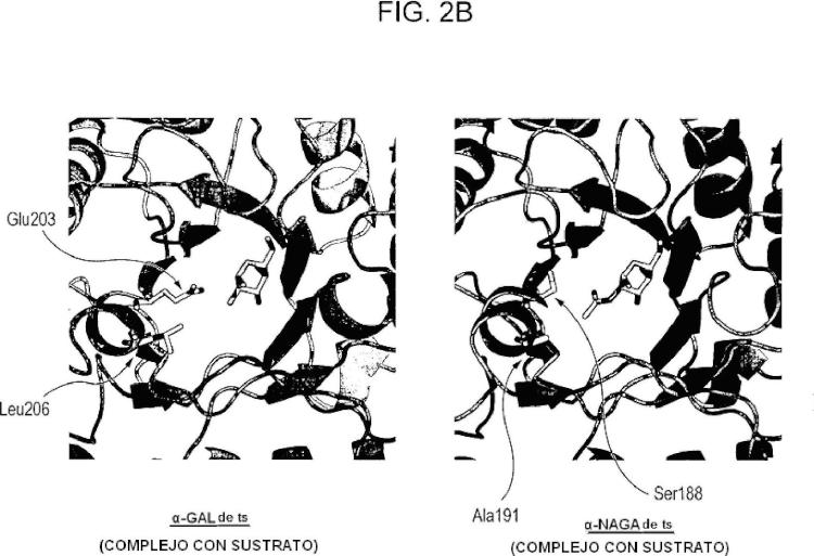 Ilustración 3 de la Galería de ilustraciones de Nueva enzima altamente funcional que tiene especificidad de sustrato modificada