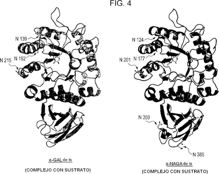 Ilustración 6 de la Galería de ilustraciones de Nueva enzima altamente funcional que tiene especificidad de sustrato modificada