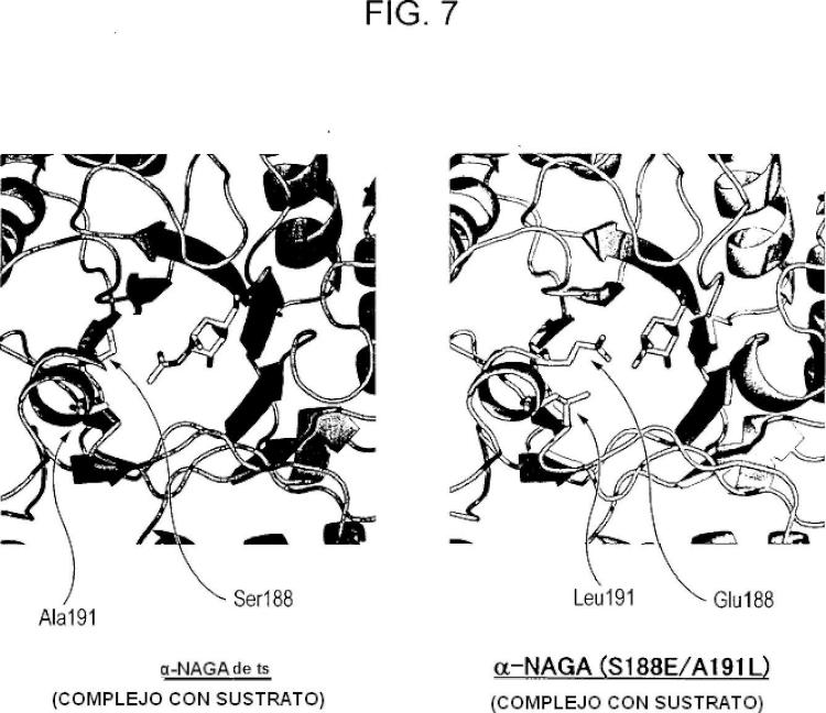 Ilustración 9 de la Galería de ilustraciones de Nueva enzima altamente funcional que tiene especificidad de sustrato modificada