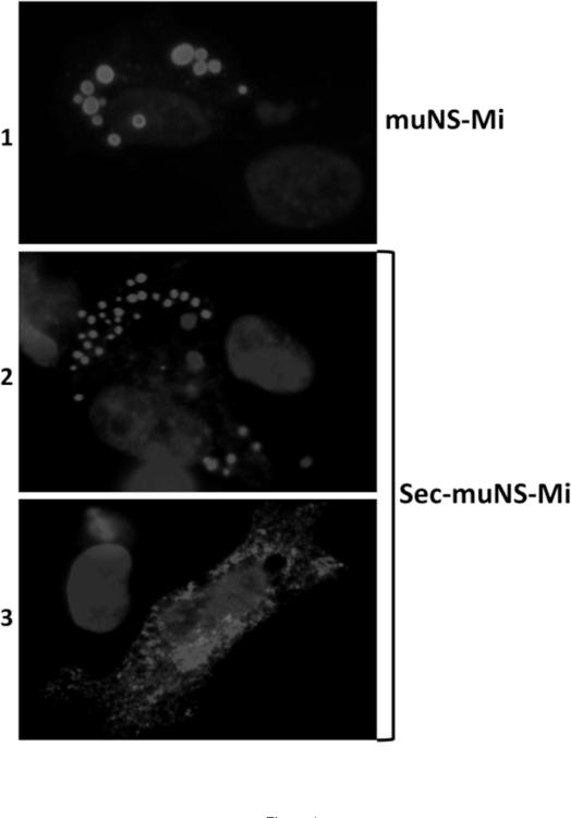 Proteína muNS capaz de formar inclusiones en el retículo endoplasmático, métodos de uso y usos de la misma.