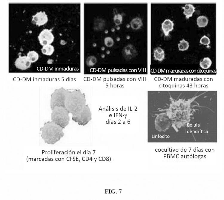 Ilustración 2 de la Galería de ilustraciones de Partículas víricas VSV-VIH que carecen de la funcionalidad transcriptasa inversa y aplicaciones terapéuticas de las mismas