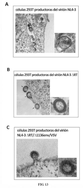 Ilustración 8 de la Galería de ilustraciones de Partículas víricas VSV-VIH que carecen de la funcionalidad transcriptasa inversa y aplicaciones terapéuticas de las mismas