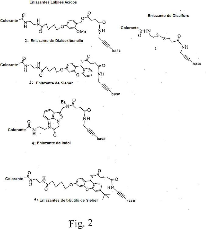 Ilustración 2 de la Galería de ilustraciones de Nucleótidos modificados para secuenciación de polinucleótidos