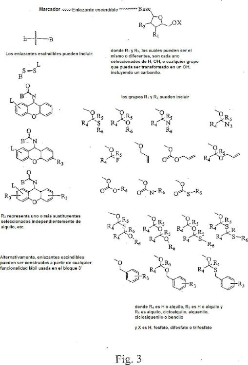 Ilustración 3 de la Galería de ilustraciones de Nucleótidos modificados para secuenciación de polinucleótidos