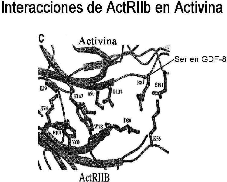 Ilustración 5 de la Galería de ilustraciones de Polipéptidos del receptor ActRII