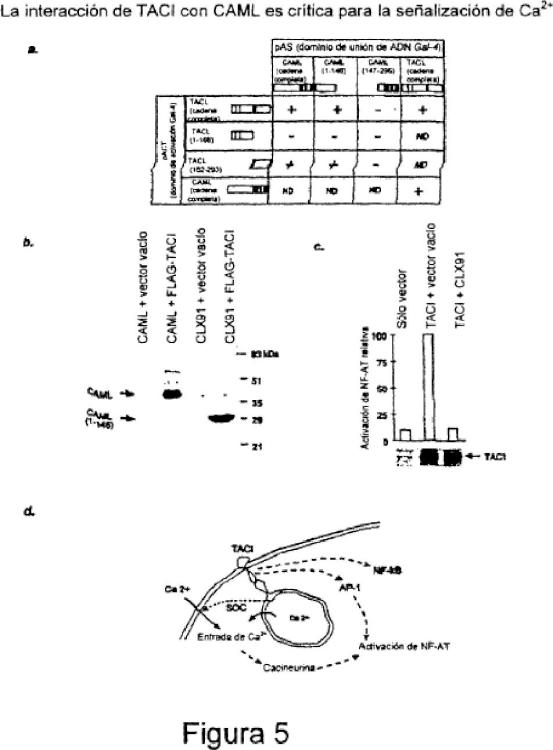 Ilustración 5 de la Galería de ilustraciones de Un receptor de superficie de linfocitos que se une a CAML, ácidos nucleicos que lo codifican y métodos de uso del mismo