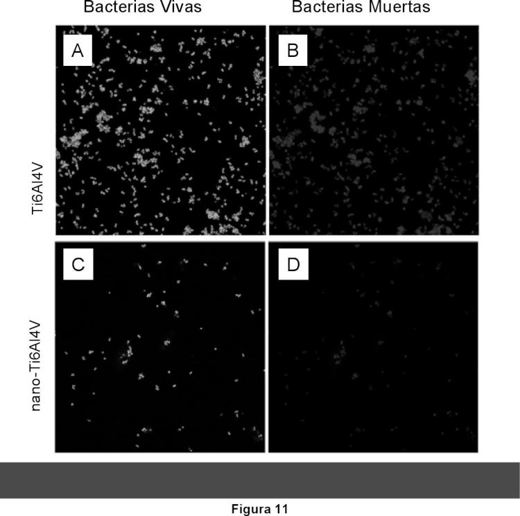 Ilustración 7 de la Galería de ilustraciones de IMPLANTES BIOCOMPATIBLES DE TITANIO NANOESTRUCTURADO CON PROPIEDADES ANTIBACTERIANAS