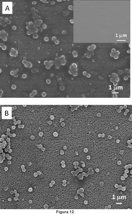 Ilustración 8 de la Galería de ilustraciones de IMPLANTES BIOCOMPATIBLES DE TITANIO NANOESTRUCTURADO CON PROPIEDADES ANTIBACTERIANAS