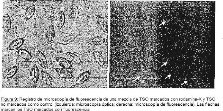Ilustración 7 de la Galería de ilustraciones de Procedimiento para la caracterización de la actividad biológica de huevos de Trichuris
