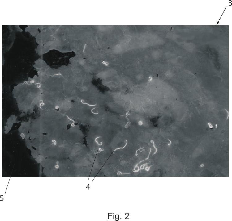 Ilustración 2 de la Galería de ilustraciones de Sistema y método de detección de parásitos Anisakis en filetes de pescado