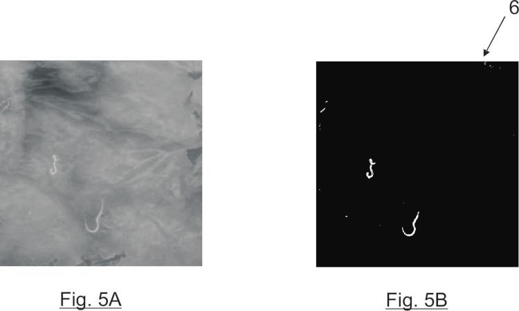 Ilustración 4 de la Galería de ilustraciones de Sistema y método de detección de parásitos Anisakis en filetes de pescado
