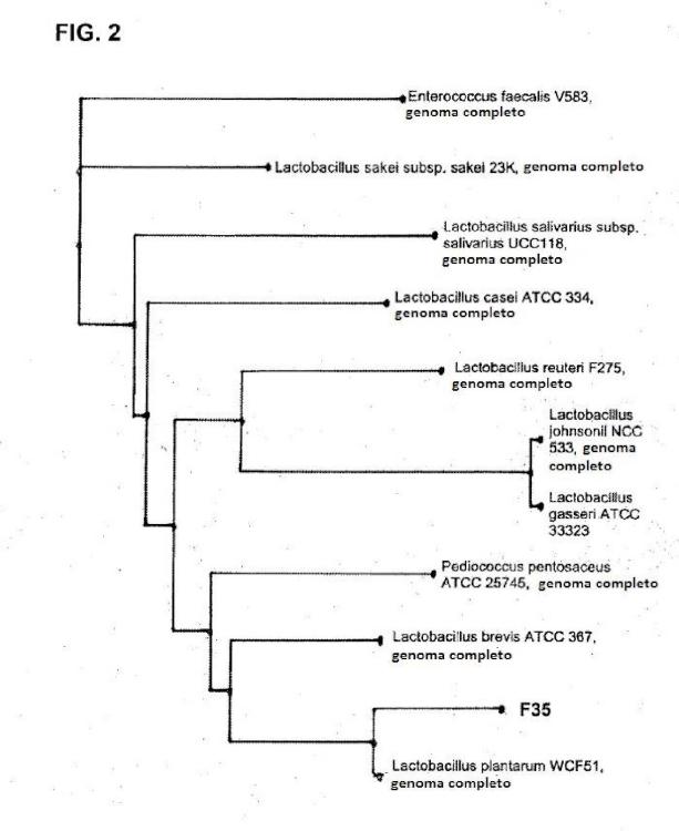 Ilustración 2 de la Galería de ilustraciones de Cepas de Lactobacillus plantarum como probióticos con efecto inmunomodulador especifico