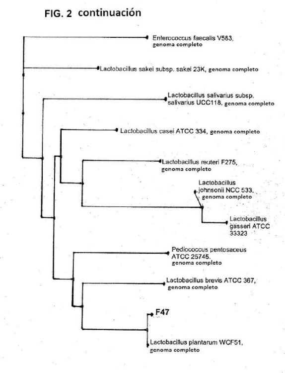 Ilustración 3 de la Galería de ilustraciones de Cepas de Lactobacillus plantarum como probióticos con efecto inmunomodulador especifico