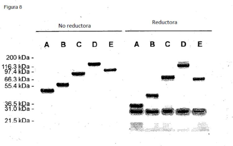 Ilustración 8 de la Galería de ilustraciones de Reducción y derivatización selectivas de proteínas Factor VII transformadas por ingeniería que comprenden al menos una cisteína no nativa