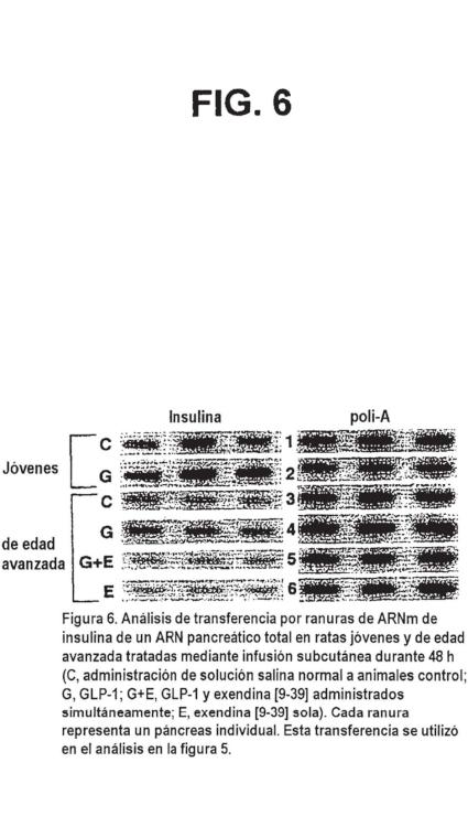 Ilustración 6 de la Galería de ilustraciones de Diferenciación de células no productoras de insulina en células productoras de insulina mediante GLP-1 o exendina-4 y utilizaciones de las mismas