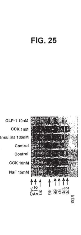 Ilustración 25 de la Galería de ilustraciones de Diferenciación de células no productoras de insulina en células productoras de insulina mediante GLP-1 o exendina-4 y utilizaciones de las mismas