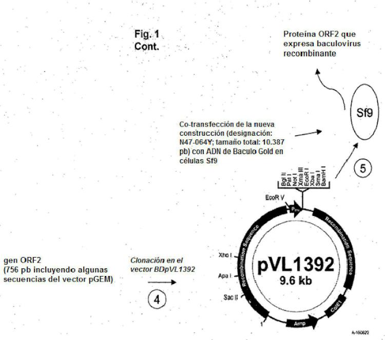 Ilustración 2 de la Galería de ilustraciones de Uso de una composición inmunogénica de PCV2 para reducir los síntomas clínicos en cerdos