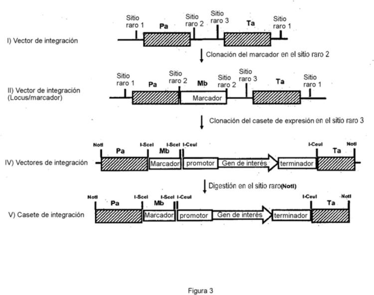 Ilustración 3 de la Galería de ilustraciones de Procedimiento de integración localizada de múltiples copias de un gen de interés en una cepa de Yarrowia