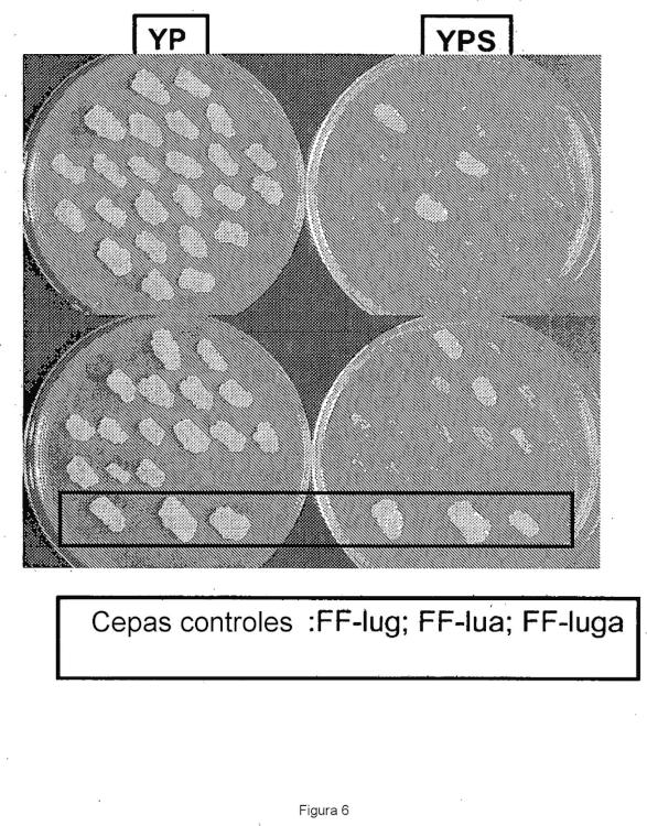 Ilustración 6 de la Galería de ilustraciones de Procedimiento de integración localizada de múltiples copias de un gen de interés en una cepa de Yarrowia