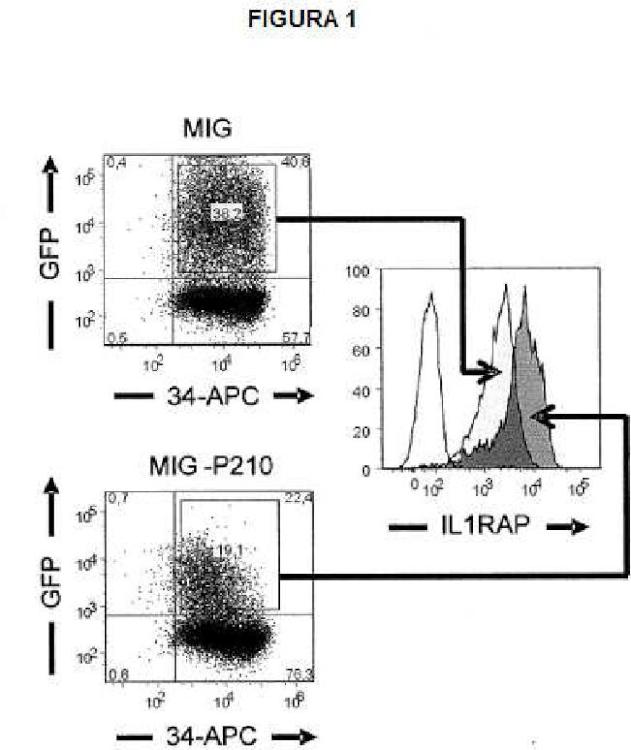 Expresión de IL1RAP en células de leucemia mieloide aguda y crónica.
