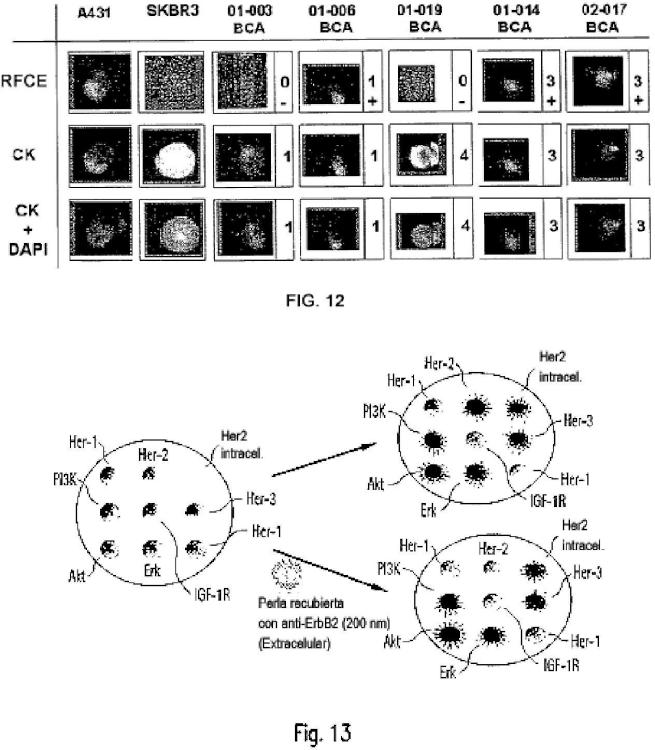 Ilustración 10 de la Galería de ilustraciones de Método para la detección de receptores truncados intracelulares