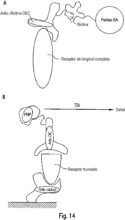 Ilustración 11 de la Galería de ilustraciones de Método para la detección de receptores truncados intracelulares