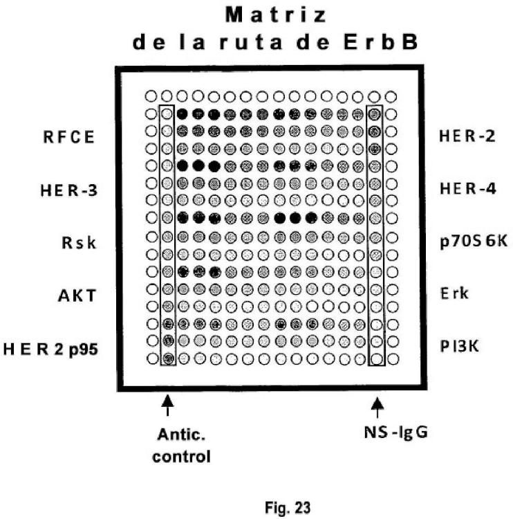 Ilustración 18 de la Galería de ilustraciones de Método para la detección de receptores truncados intracelulares