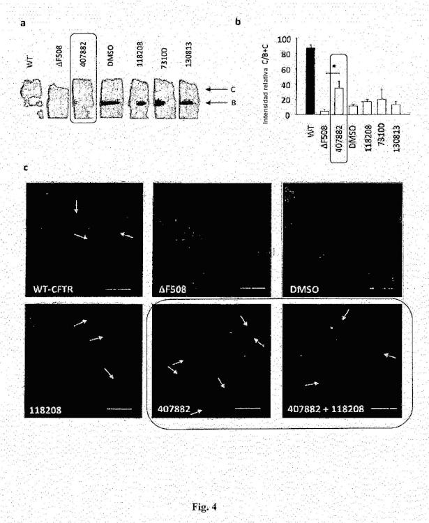 Ilustración 4 de la Galería de ilustraciones de Compuestos como moduladores de una proteína CFTR mutante y su uso para el tratamiento de enfermedades asociadas con el mal funcionamiento de la proteína CFTR