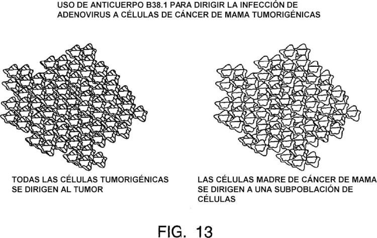 Ilustración 18 de la Galería de ilustraciones de Aislamiento y uso de células madre de tumores sólidos