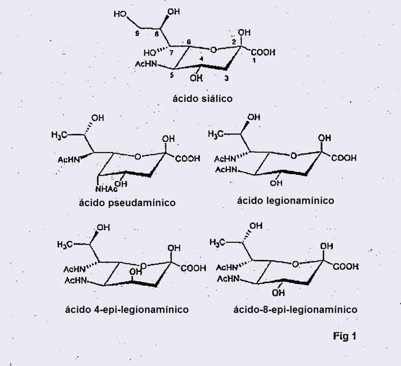 Biosíntesis de ácido CMP-legionamínico a partir de fructosa-6-P.