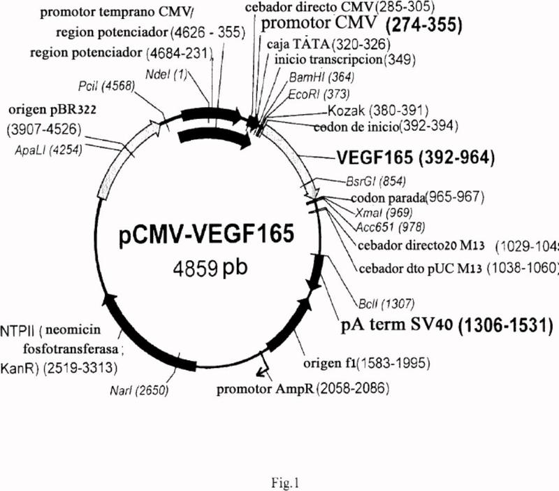 Una composición farmacéutica que comprende PCMV-VEGF165 para la estimulación de angiogénesis.