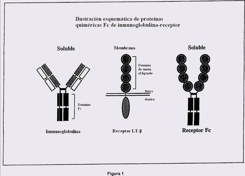 Un método para la expresión a alto nivel de proteínas de fusión del miembro lg de la familia del receptor de TNF activas y su purificación.