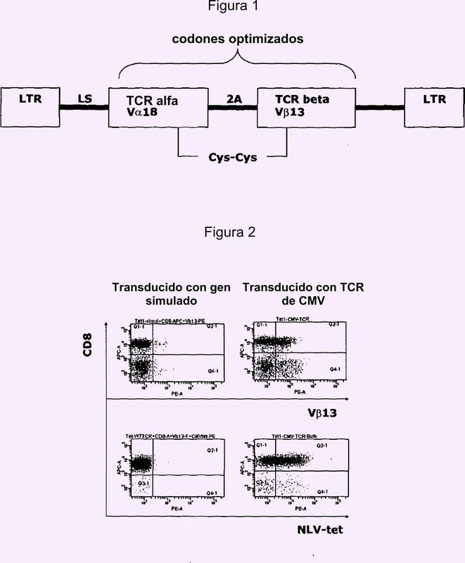 Receptor de células T capaz de reconocer un antígeno de citomegalovirus.