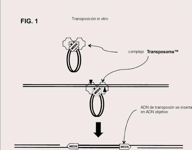 Composiciones de extremo del transposón y métodos para modificar ácidos nucleicos.