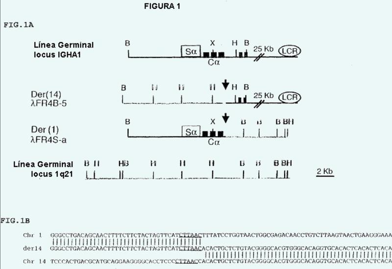 Aislamiento de cinco genes novedosos que codifican nuevos melanomas de tipo receptor de Fc implicados en la patogénesis del linfoma/melanoma.